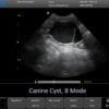 2-cyst