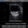 7-equnie fetal