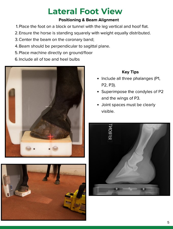 Eq lateral foot sample Eq lateral foot sample