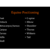VUE Equine Positioning Guide TOC