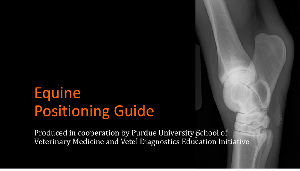 Equine Radiographic Positioning Guide ebook VUE IMAGING