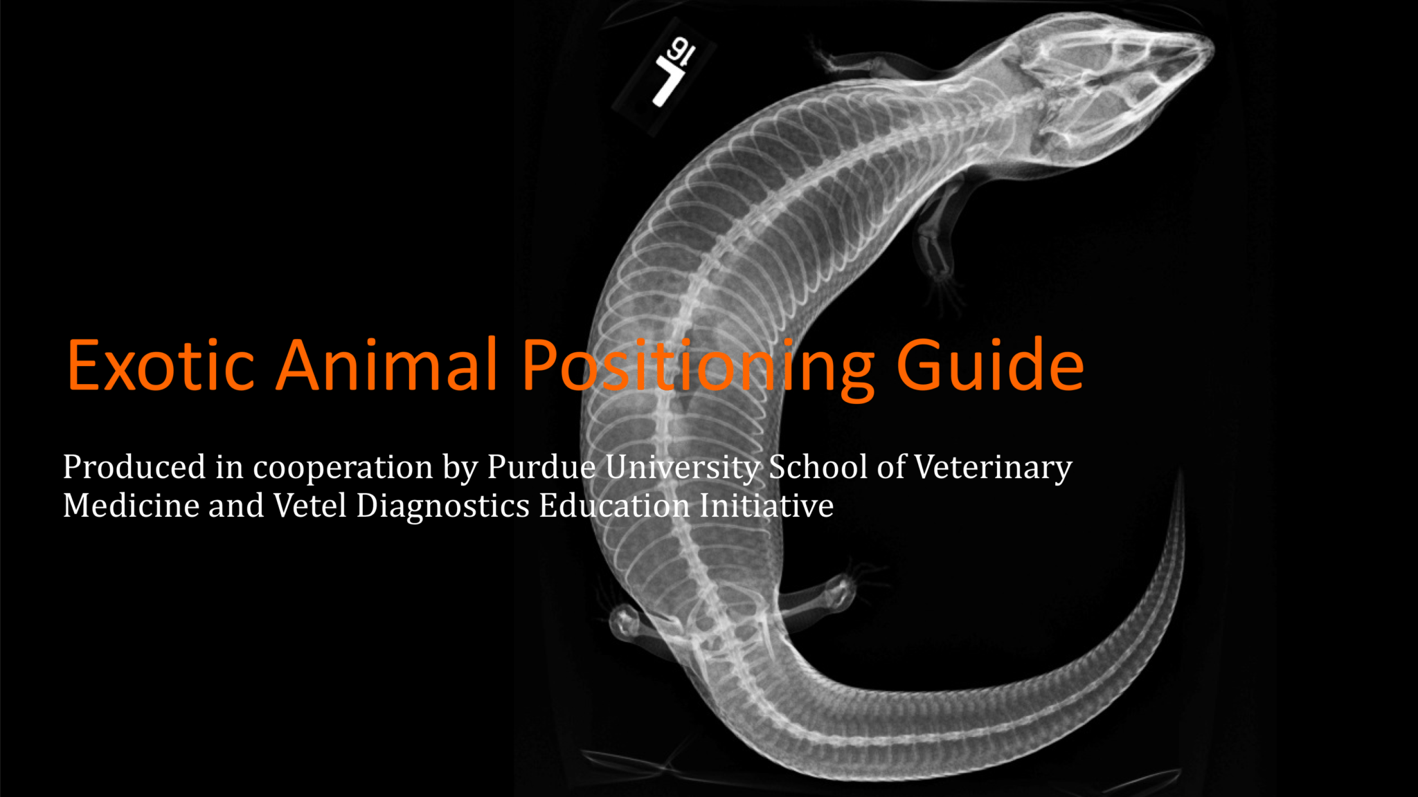 Exotic Animal Radiographic Positioning Guide ebook – VUE IMAGING