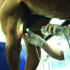 needleview_surgery_photo_external_dr_frisbie_performs_standing_stifle_exam