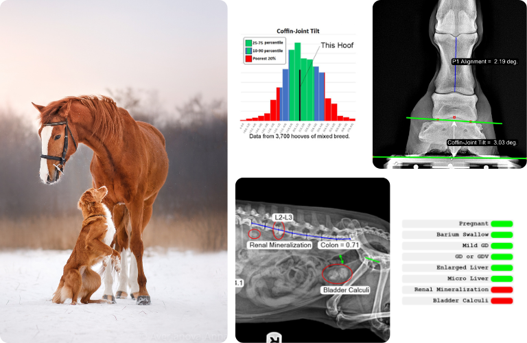smart report ai measurements